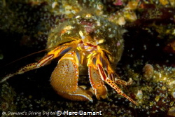 A colorful little Hermit Crab. by Marc Damant 